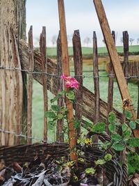 Close-up of wooden fence amidst plants against sky
