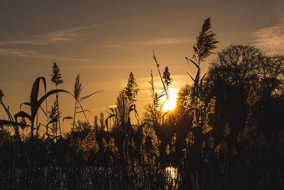 Silhouette plants growing on field against sunset sky
