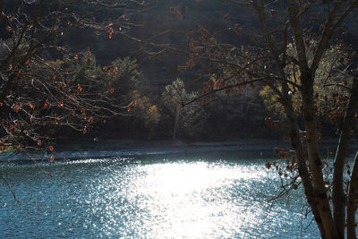 Trees by lake during winter