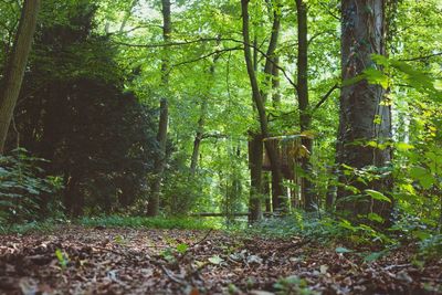 Trees in forest