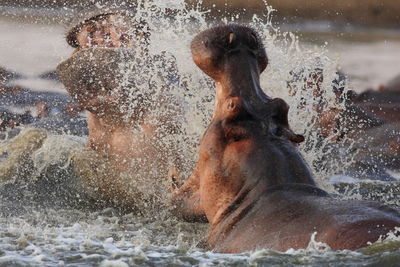 Hippopotamuses fighting in luangwa river