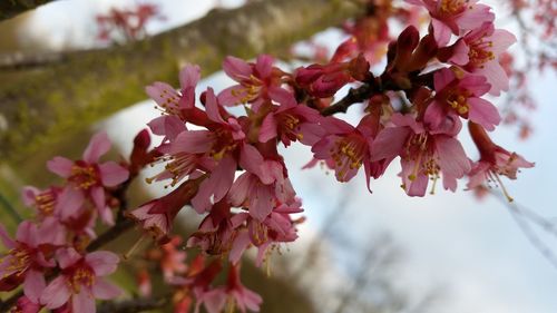 Close-up of pink flowers