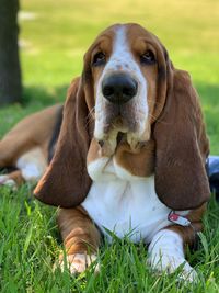 Portrait of dog relaxing on field