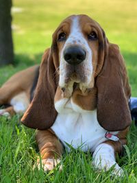 Portrait of dog relaxing on field looking at camera