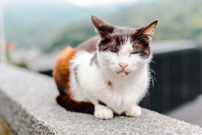 Close-up portrait of a cat