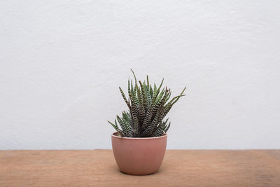 Potted plant on table against wall