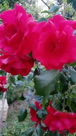 Close-up of pink roses blooming outdoors