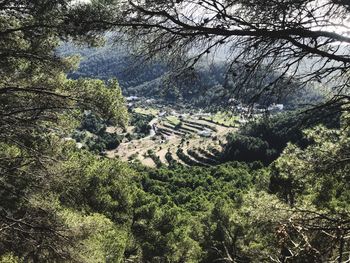 High angle view of trees in forest