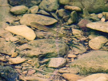 Full frame shot of stones