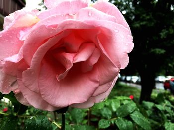 Close-up of pink rose blooming outdoors