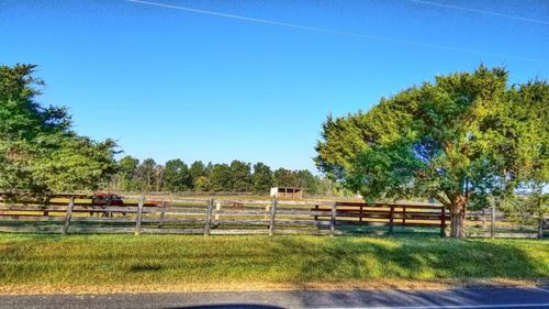 Trees and grass against clear blue sky