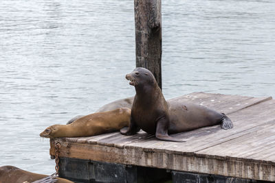 Sea lion relaxing on wooden pier