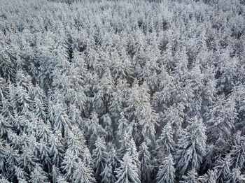 Aerial view of snow-clad treetops of the fir, lika, croatia