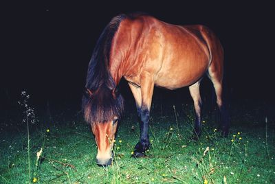 View of horse grazing in field