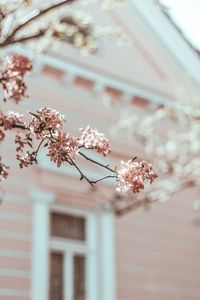 Close-up of cherry blossom against building