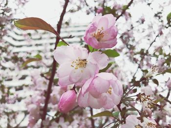 Close-up of pink cherry blossoms in spring