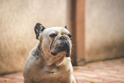 Close-up of dog looking away while sitting on footpath