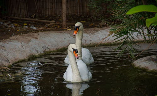 Swan swimming in lake