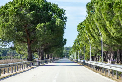 Empty road along trees and plants in city