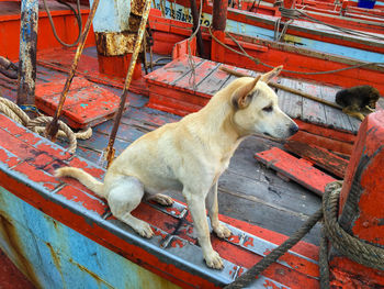 High angle view of dogs on boat