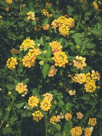 High angle view of yellow flowering plants