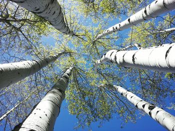 Low angle view of tree against sky