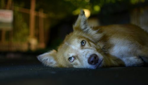 Close-up portrait of dog