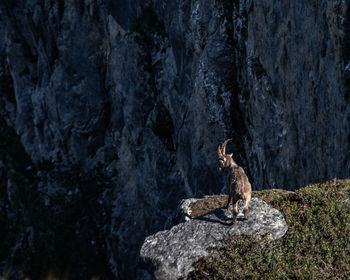 Monkey sitting on rock