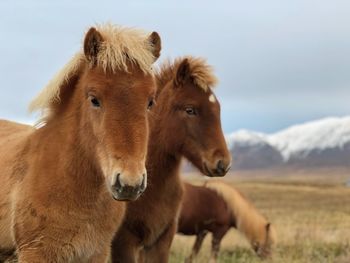 Horses in a field