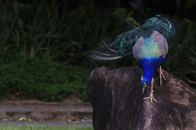 Close-up of peacock on tree trunk