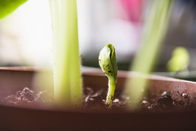 Growing watermelon seedling before going in the home garden