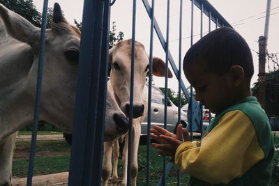 Close-up of goat