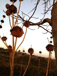 Low angle view of flower tree against sky