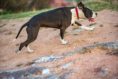 Side view of dog running