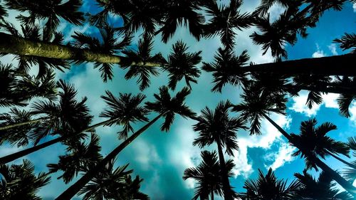 Low angle view of silhouette trees against sky