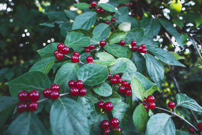 Close-up of red berries on tree