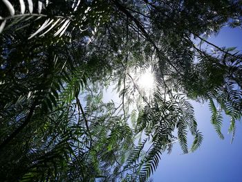 Low angle view of trees in forest against sky