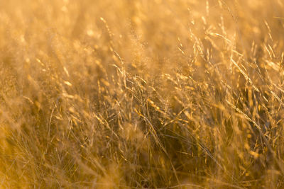 Full frame shot of wheat field