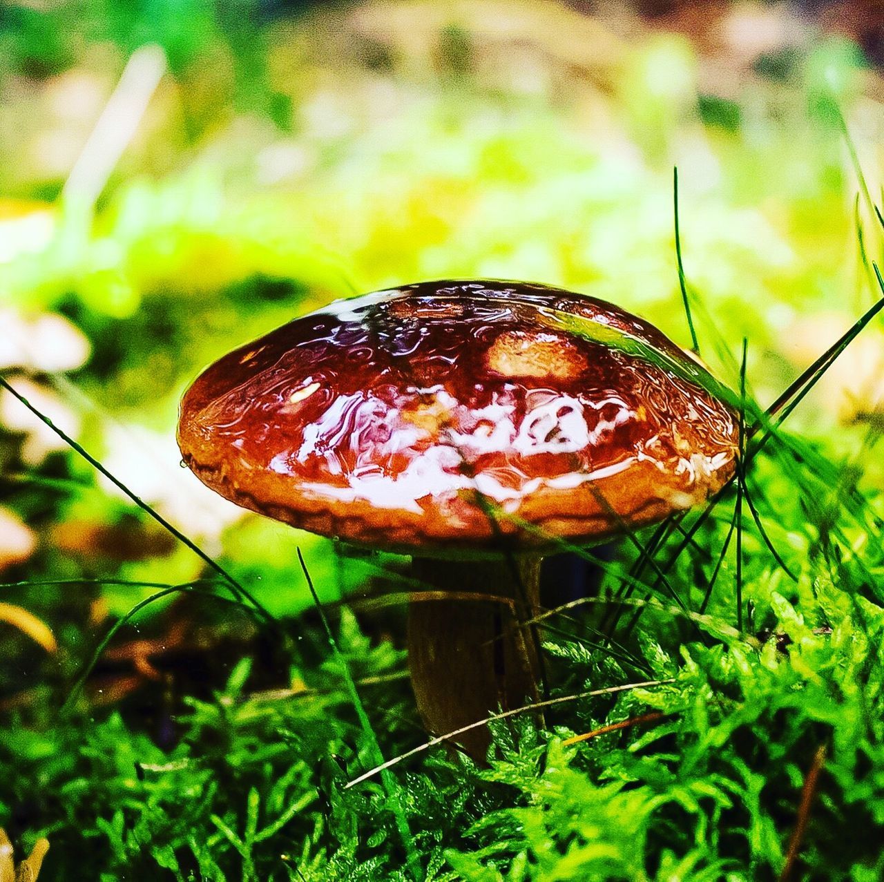 grass, growth, nature, mushroom, close-up, beauty in nature, outdoors, day, no people, focus on foreground, fungus, toadstool, plant, fragility, freshness, animal themes, fly agaric