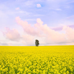 Scenic view of oilseed rape field against sky