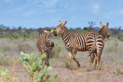 Zebras on a field