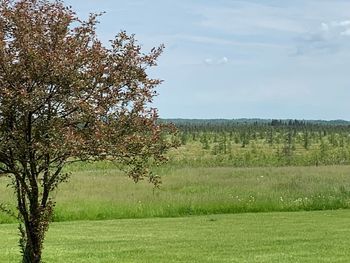 Scenic view of grassy field against sky