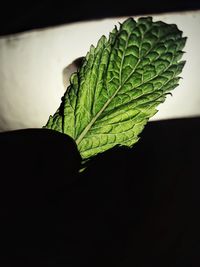 Close-up of fresh green leaves against black background