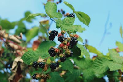 Close-up of berries growing on tree