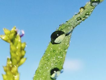 Close-up of wet leaf against blue sky