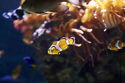 Clown fish swimming in the ocean, colorful, orange, sand, algae, light