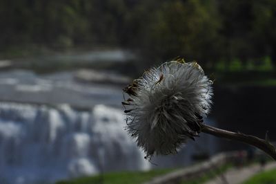 Close-up of flower against blurred background