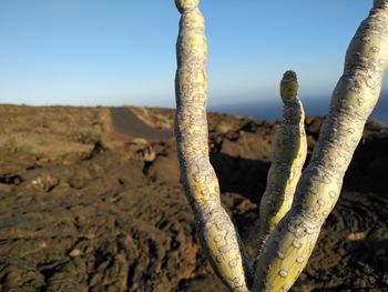 Close-up of fresh plants against clear sky