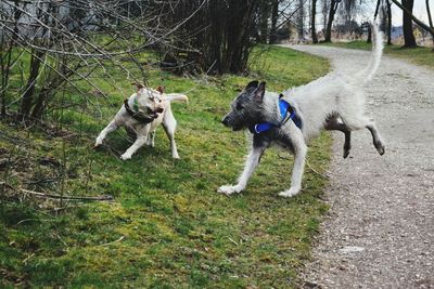 Dog running on grass