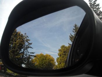 Reflection of trees on side-view mirror
